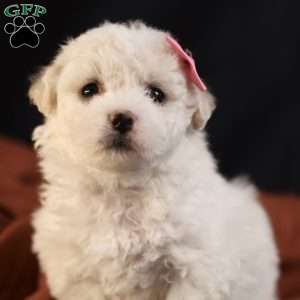 Brianna, Bichon Frise Puppy